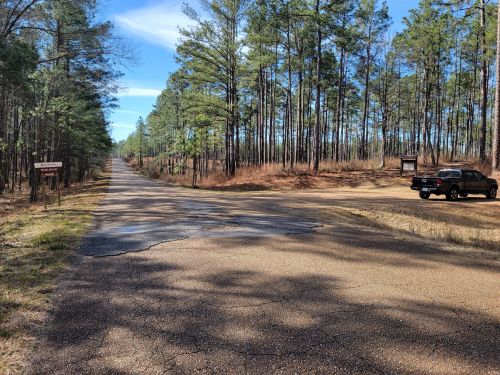 A gravel road splits into two paths surrounded by tall pine trees under a clear blue sky. A parked truck is visible.