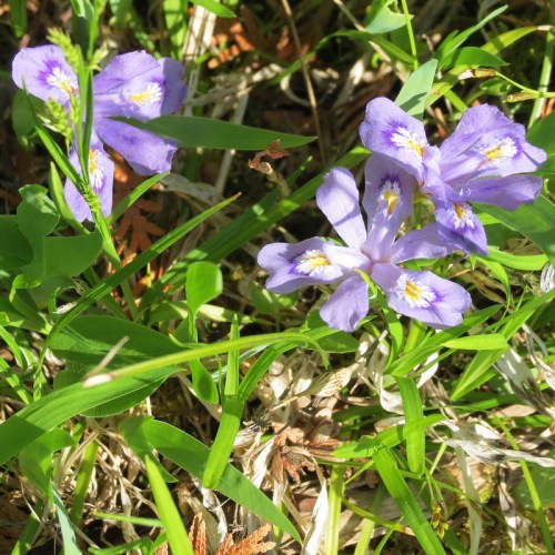 Purple flowers with yellow centers bloom among green grass and foliage in a sunny setting.