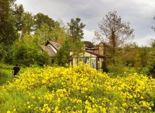 A person walks through a field of yellow flowers near an abandoned house surrounded by trees.