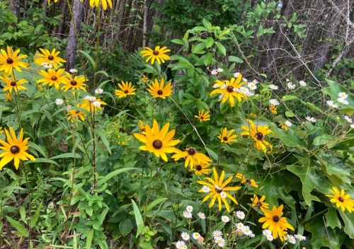 A vibrant mix of yellow flowers and white daisies surrounded by lush green foliage in a wooded area.