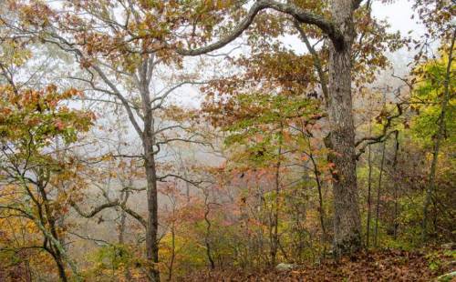 A misty forest scene with trees and colorful autumn leaves, creating a serene and tranquil atmosphere.