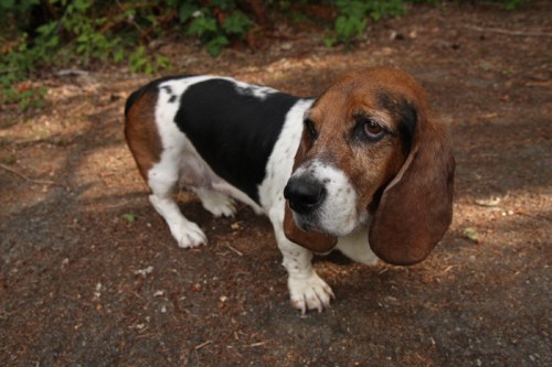 A basset hound with a black and white coat stands on a forest path, looking curiously at the camera.