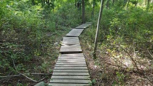 A wooden boardwalk winding through a lush green forest, surrounded by dense foliage and trees.
