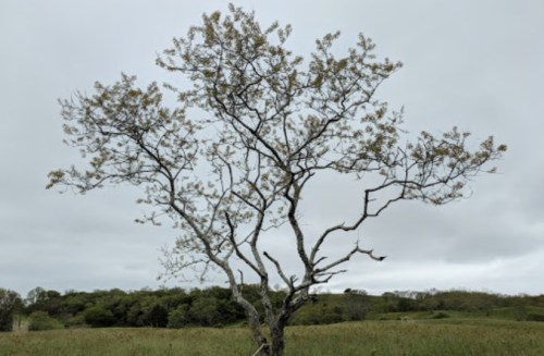 A solitary tree with sparse leaves stands in a grassy field under a cloudy sky.