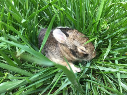 A small rabbit resting in lush green grass, eyes closed and nestled among the blades.