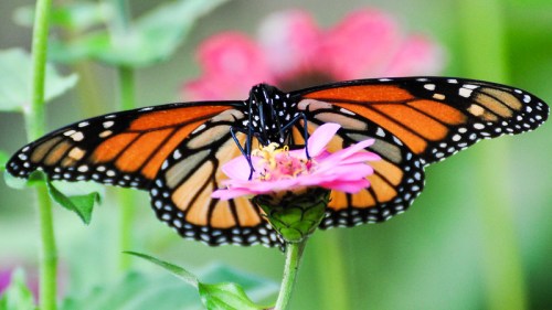 A close-up of a monarch butterfly perched on a pink flower, with vibrant orange and black wings spread wide.