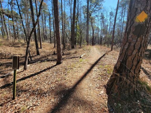 A narrow dirt path winds through a sunlit forest with tall trees and scattered leaves on the ground.