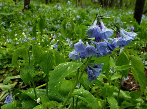 A cluster of blue flowers surrounded by lush green foliage, glistening with droplets of water.