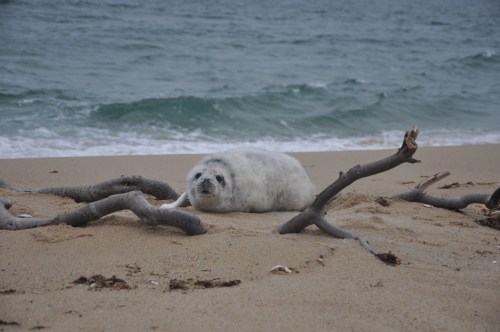 A seal resting on a sandy beach near the water, surrounded by driftwood and gentle waves.