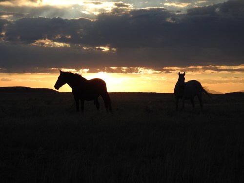 Silhouettes of two horses against a vibrant sunset with clouds in the background.