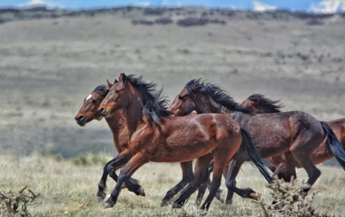 A group of wild horses galloping across a grassy landscape with mountains in the background.