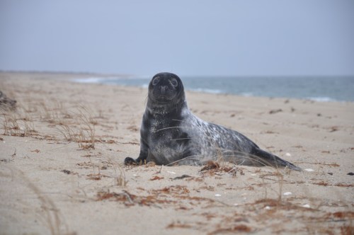 A seal resting on a sandy beach, with the ocean in the background and sparse vegetation around.