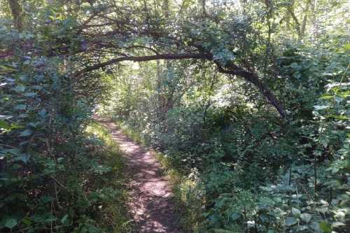 A narrow dirt path winds through a lush, green forest with overhanging branches and dense foliage.