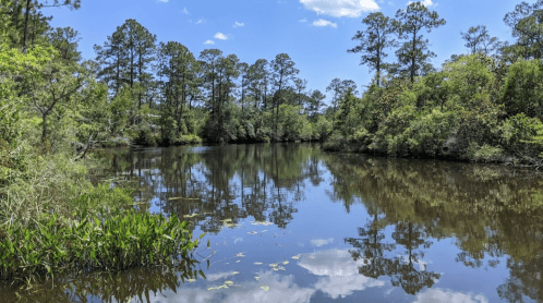 A serene pond surrounded by lush greenery and tall trees, reflecting the blue sky and clouds above.