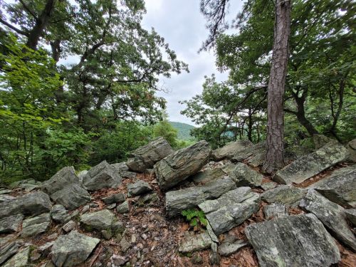 Rocky terrain surrounded by trees, with a view of distant hills under a cloudy sky.