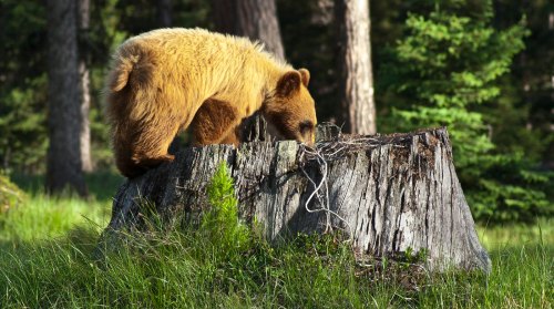 A brown bear forages on a tree stump in a lush, green forest setting.