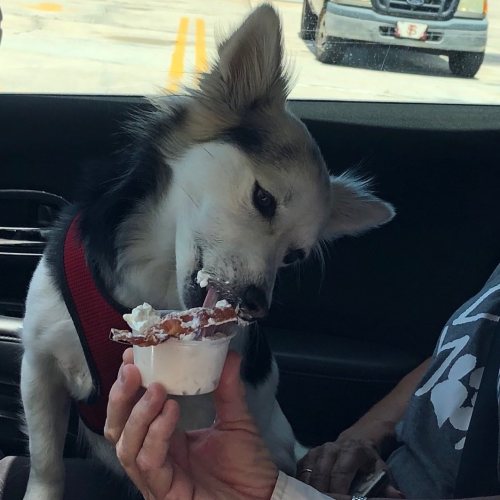 A dog in a car eagerly enjoys a small cup of ice cream held by a person.