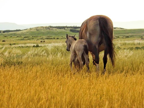 A mare and her foal walk through a golden field, with rolling hills in the background under a soft sky.