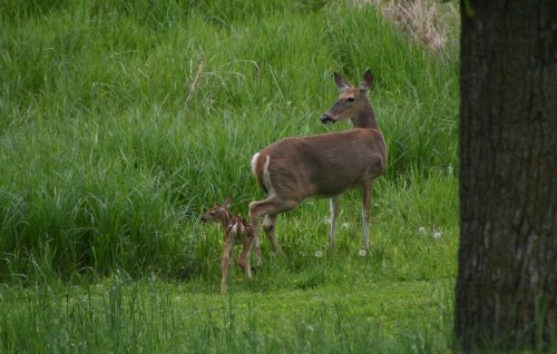 A deer and its fawn stand in a lush green field, surrounded by tall grass and dandelions.