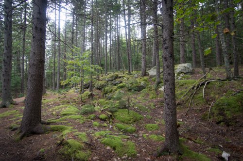 A serene forest scene with tall trees, moss-covered rocks, and a carpet of green moss on the forest floor.