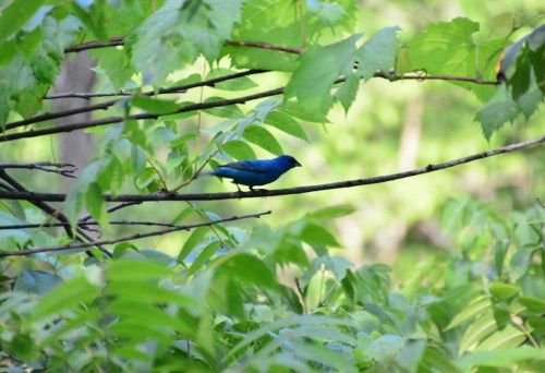A small blue bird perched on a branch surrounded by green leaves in a natural setting.