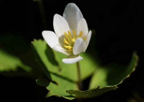 A close-up of a white flower with yellow stamens, surrounded by green leaves against a dark background.