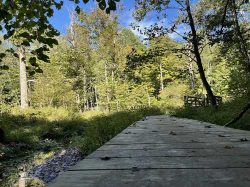 A wooden path leads through a lush green forest, surrounded by trees and a clear blue sky.