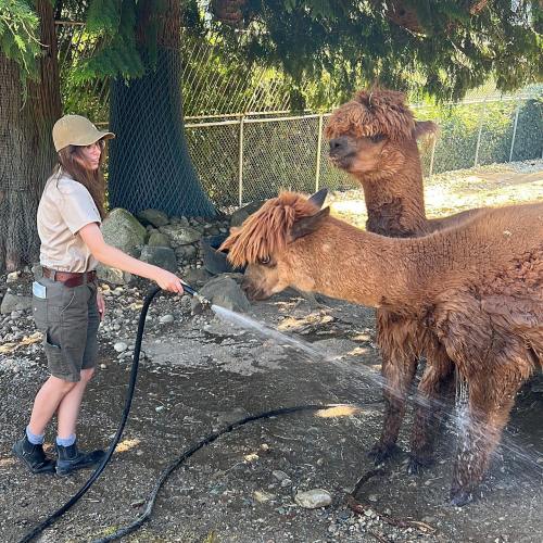 A person in a tan hat sprays water on two llamas in a sunny outdoor setting. Trees and a fence are in the background.