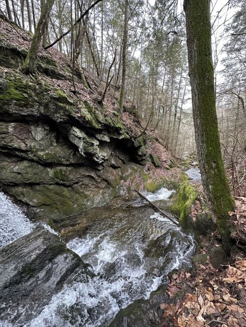 A serene forest scene featuring a flowing stream, rocky terrain, and trees lining the banks.
