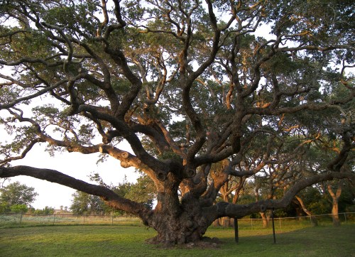 A large, sprawling tree with thick branches and lush green leaves, set in a grassy area.