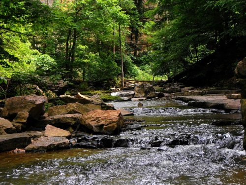 A serene stream flows through a lush green forest, with rocks lining the water's edge and sunlight filtering through the trees.