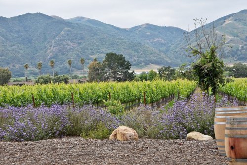 Vineyard landscape with green rows of grapevines, purple flowers, and mountains in the background under a cloudy sky.