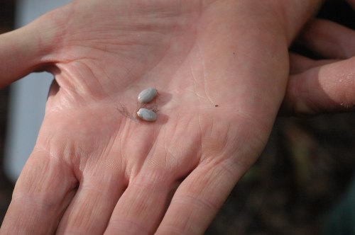 A close-up of a hand holding two small, grayish seeds or stones against a blurred background.