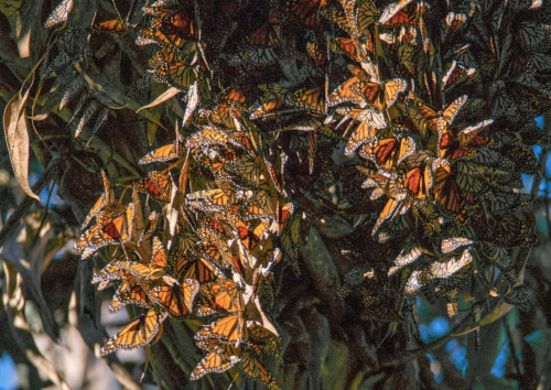 A cluster of orange and black monarch butterflies resting on leaves in sunlight.