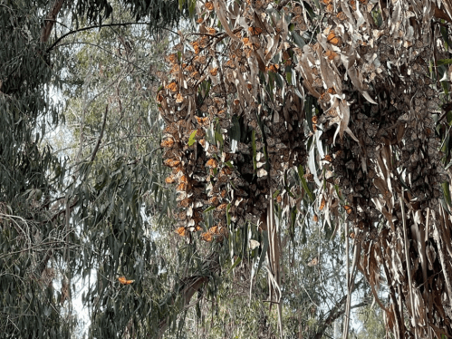 A cluster of orange and black butterflies resting on dry eucalyptus leaves among green trees.