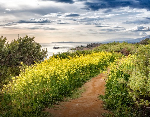 A scenic coastal path lined with vibrant yellow flowers, leading to the ocean under a cloudy sky.