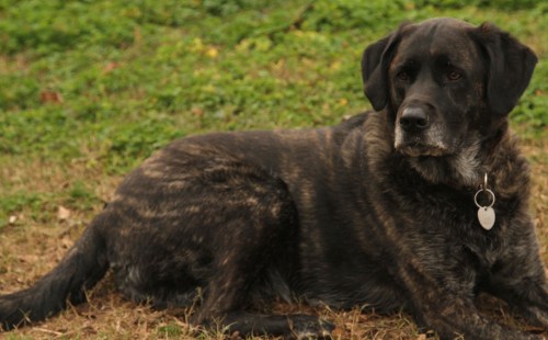 A large, brindle-coated dog lying on the grass, looking off to the side with a calm expression.