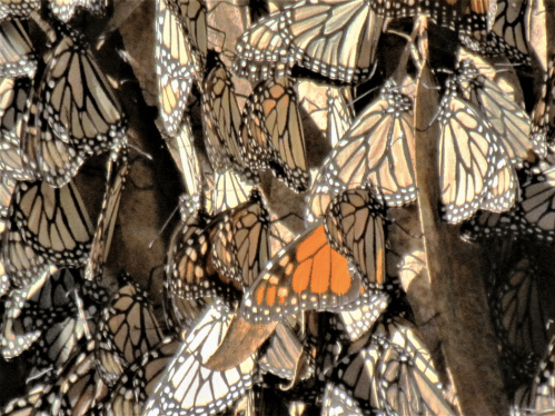 A close-up of a cluster of monarch butterflies, showcasing their distinctive orange and black patterns.