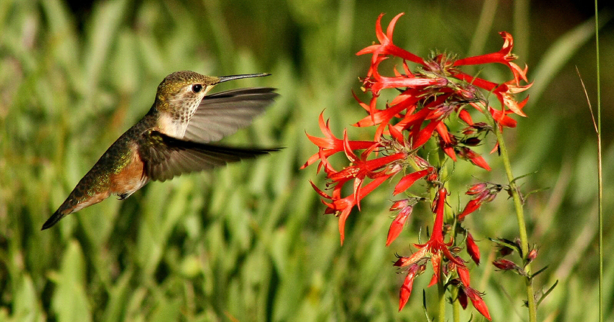 Keep Your Eyes Peeled, Thousands Of Hummingbirds Are Headed Right For ...