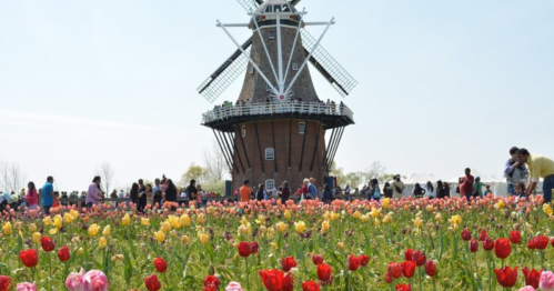 A vibrant field of tulips in various colors with a windmill and crowds of people in the background on a sunny day.