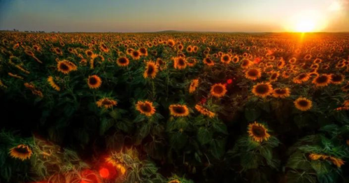 A vibrant field of sunflowers under a golden sunset, with bright blooms stretching towards the horizon.