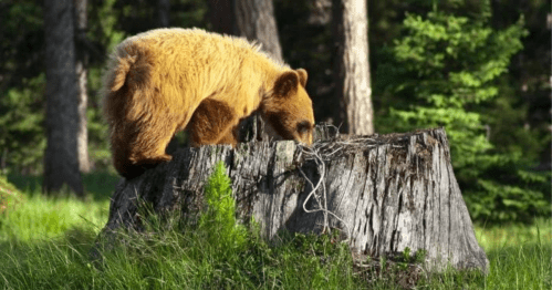 A brown bear forages on a tree stump in a lush green forest.