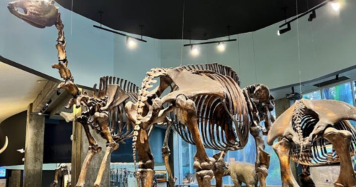 A display of large animal skeletons in a museum, showcasing their intricate bone structures.