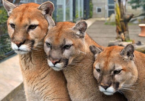 Three pumas closely grouped together, showcasing their distinct features and fur textures in a natural setting.
