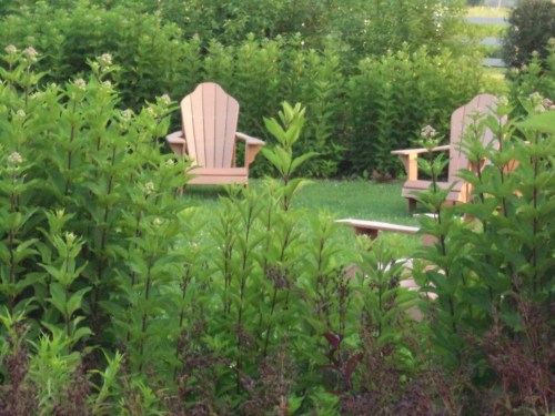 Two wooden Adirondack chairs are nestled among lush green bushes in a serene garden setting.