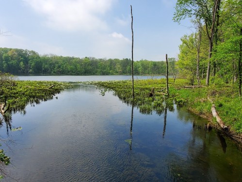 A serene lake surrounded by lush greenery and trees, with reflections on the water and a clear blue sky.