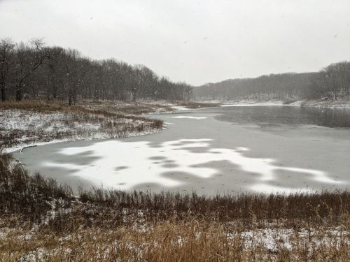 A snowy landscape featuring a frozen lake surrounded by bare trees and tall grasses.