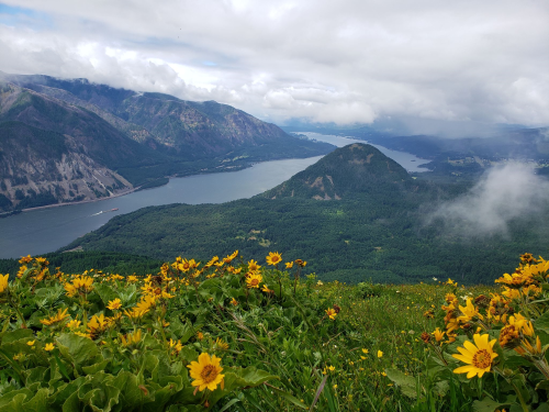 A scenic view of a river valley surrounded by mountains, with vibrant yellow flowers in the foreground.