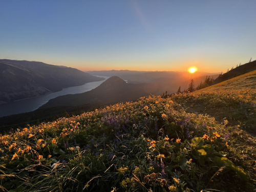 A scenic view of a sunset over a lake, surrounded by mountains and blooming wildflowers in the foreground.