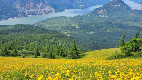 A vibrant field of yellow flowers overlooks a lush green valley and a winding river surrounded by mountains.